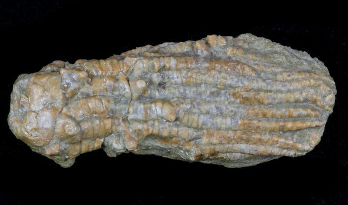 Detailed Fossil Crinoid (Dasciocrinus) - Alabama #58261